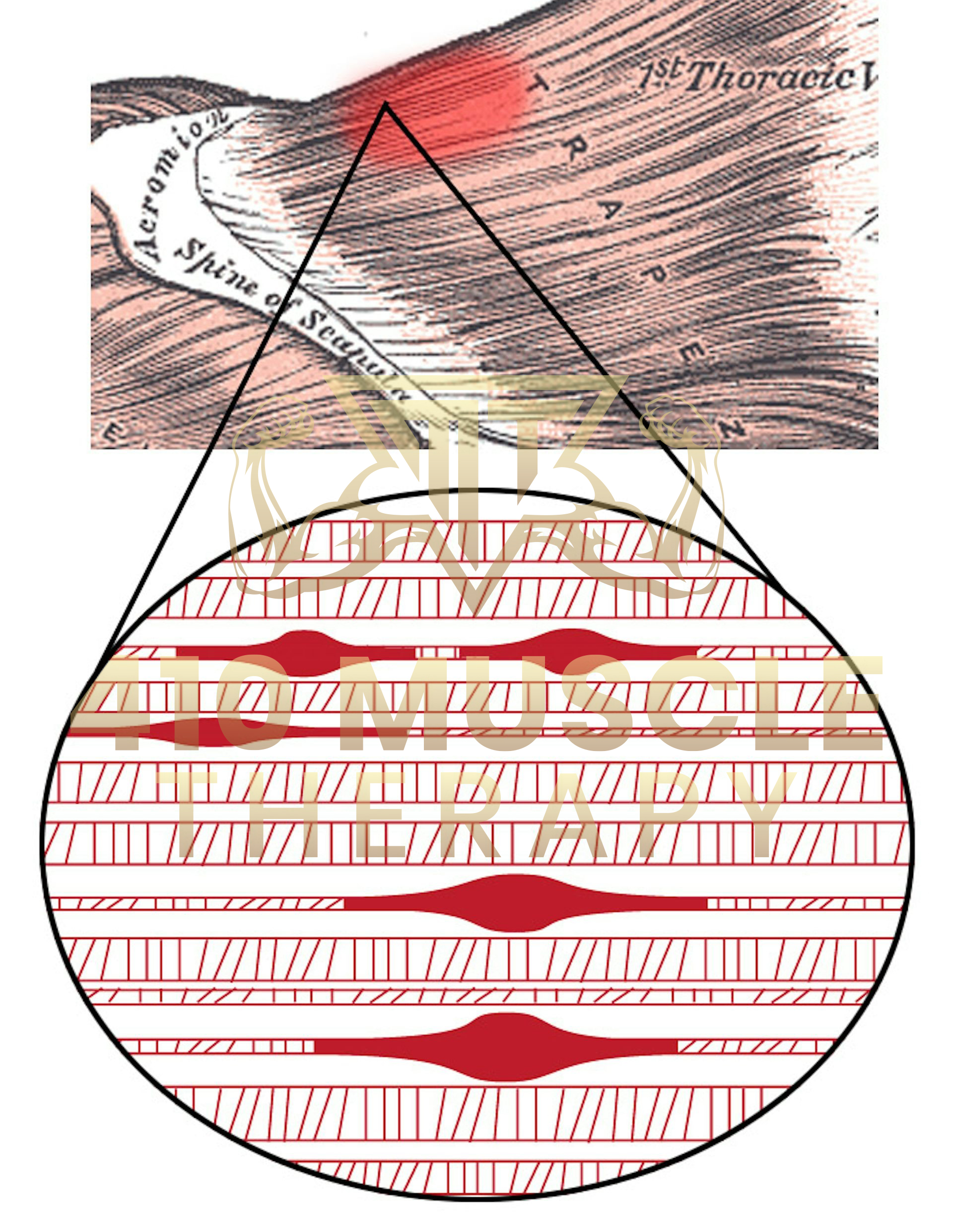 How Acupressure Works A Closer Look